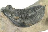 Zlichovaspis Trilobite With Crotalocephalina - Atchana, Morocco #363239-4